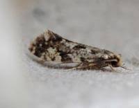 Attēlu rezultāti vaicājumam “Nemapogon cloacella”