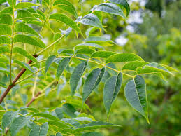 Attēlu rezultāti vaicājumam “Phellodendron amurense leaf”
