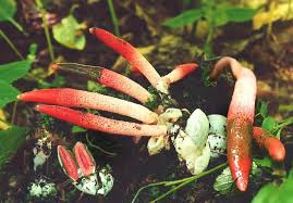 Attēlu rezultāti vaicājumam “Mutinus ravenelii”