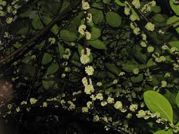 Attēlu rezultāti vaicājumam “Erysimum hieracifolium leaf”
