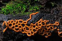 Attēlu rezultāti vaicājumam “Hemitrichia serpula spores”