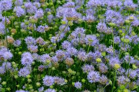 Attēlu rezultāti vaicājumam “Jasione montana leaf”