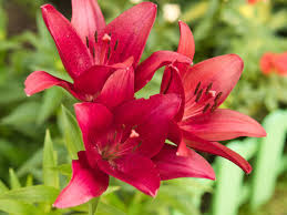 Image result for Lilie