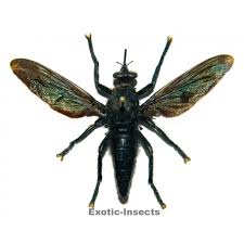 Attēlu rezultāti vaicājumam “Asilidae”