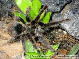 Znalezione obrazy dla zapytania Grammostola grossa
