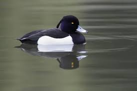 Image result for Aythya fuligula