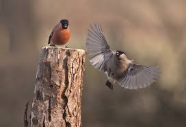 Attēlu rezultāti vaicājumam “Pyrrhula pyrrhula male”