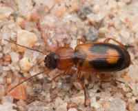 Attēlu rezultāti vaicājumam “Badister bullatus”