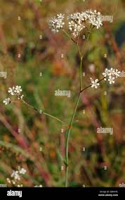 Attēlu rezultāti vaicājumam “Gypsophila fastigiata leaf”