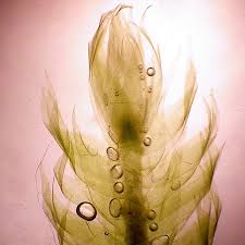 Attēlu rezultāti vaicājumam “Breidleria pratensis”