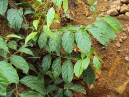 Attēlu rezultāti vaicājumam “Celastrus flagellaris”