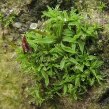 Attēlu rezultāti vaicājumam “Tortula lingulata macro”