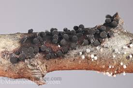 Attēlu rezultāti vaicājumam “Lamproderma debile sessile”