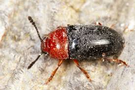 Attēlu rezultāti vaicājumam “Triplax russica”