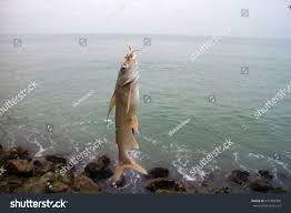 Image result for Bagre marinus