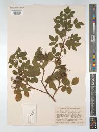 Attēlu rezultāti vaicājumam “Rosa subcanina”