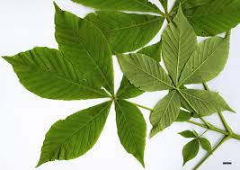 Attēlu rezultāti vaicājumam “Aesculus flava leaf”