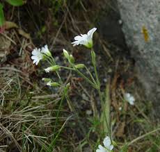 Attēlu rezultāti vaicājumam “Cerastium sylvaticum”