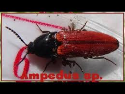 Attēlu rezultāti vaicājumam “Ampedus sp.”