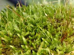 Attēlu rezultāti vaicājumam “Platygyrium repens”