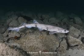Image result for Scyliorhinus canicula