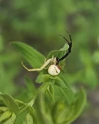 Attēlu rezultāti vaicājumam “Misumena vatia”