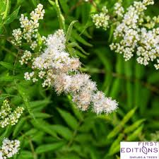 Attēlu rezultāti vaicājumam “Sorbaria sorbifolia flower”