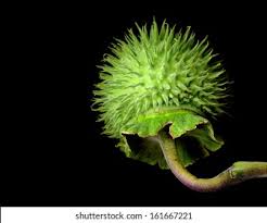 Attēlu rezultāti vaicājumam “Datura stramonium fruit”