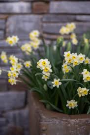 Attēlu rezultāti vaicājumam “Narcissus”