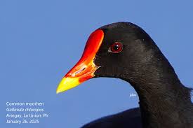 Attēlu rezultāti vaicājumam “Gallinula chloropus adult”