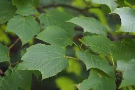 Attēlu rezultāti vaicājumam “Acer rufinerve fruit”