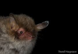 Attēlu rezultāti vaicājumam “Myotis nattereri”