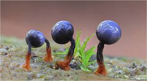 Attēlu rezultāti vaicājumam “Cribraria macrocarpa”