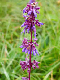 Attēlu rezultāti vaicājumam “Salvia verticillata”