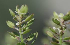 Attēlu rezultāti vaicājumam “Lepidium densiflorum bud”