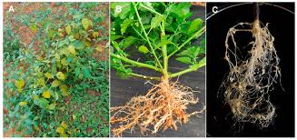 Attēlu rezultāti vaicājumam “Enteridium liceoides macro”