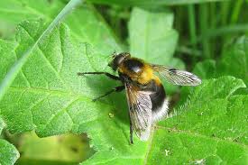 Attēlu rezultāti vaicājumam “Volucella bombylans”