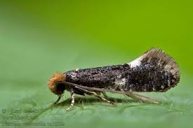 Attēlu rezultāti vaicājumam “Monopis weaverella”