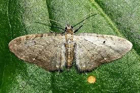 Attēlu rezultāti vaicājumam “Eupithecia tenuiata”