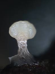 Attēlu rezultāti vaicājumam “Lamproderma ovoideum macro”