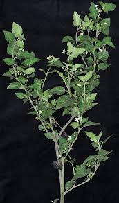 Attēlu rezultāti vaicājumam “Solanum nigrum leaf”