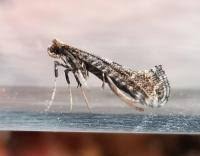 Attēlu rezultāti vaicājumam “Parornix anglicella”