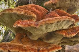 Attēlu rezultāti vaicājumam “Inonotus rheades”