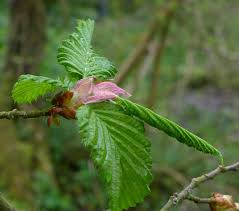 Attēlu rezultāti vaicājumam “Carpinus betulus female flower”