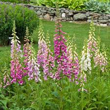 Image result for Digitalis purpurea