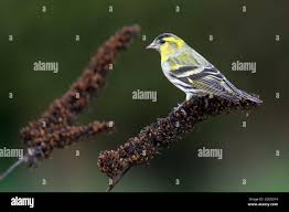 Attēlu rezultāti vaicājumam “Carduelis spinus”
