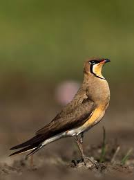 Image result for Glareola maldivarum