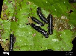 Attēlu rezultāti vaicājumam “Agelastica alni larva”