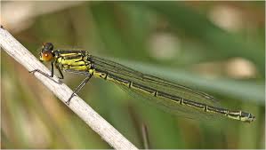 Attēlu rezultāti vaicājumam “Erythromma najas”