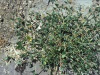 Attēlu rezultāti vaicājumam “Atriplex calotheca”